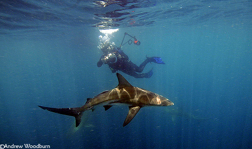 blacktip shark and underwater photo diver copyright a woodburn
